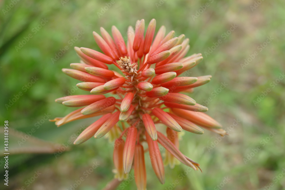 Natura Natura