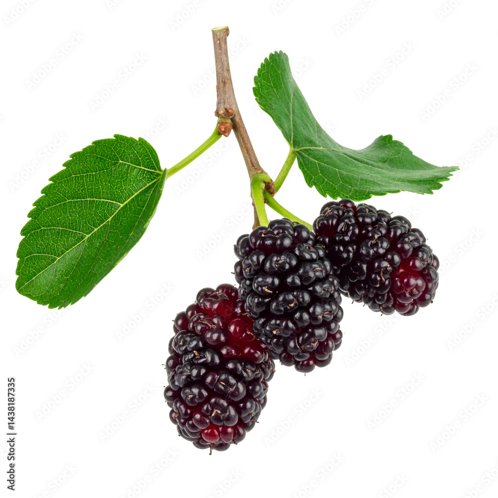 Fresh mulberry branch with ripe berries and green leaves isolated on transparent background with clipping path