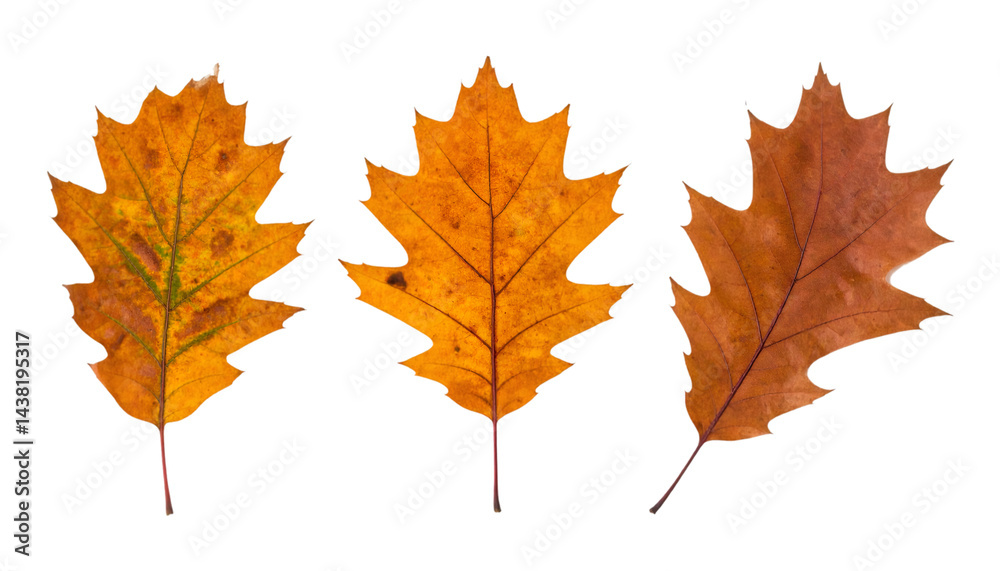 Set of three decorative autumn oak leaves from different angles isolated on transparent background Set of three decorative autumn oak leaves from different angles isolated on transparent background