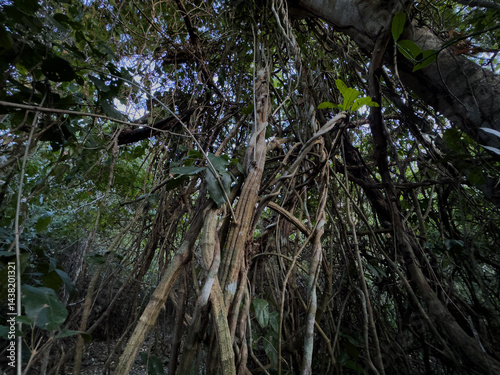 Lianas, bejucos, trepaderas, enredaderas en la vegetación forestal de la Reserva de la Biosfera de Calakmul, Campeche, México