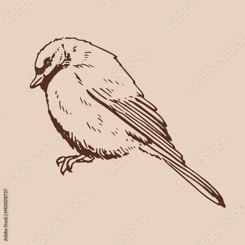 Titmouse. Hand drawn vector illustration.