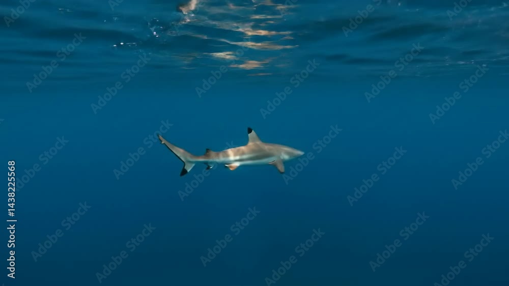 Shark Swimming Gracefully Underwater Slow Motion Ocean Life Shark Swimming Gracefully Underwater Slow Motion Ocean Life