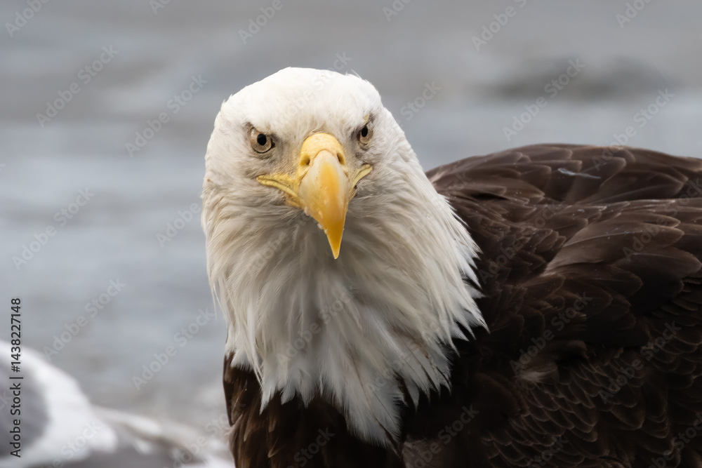 Fototapeta premium Extreme close up portrait of a bald eagle