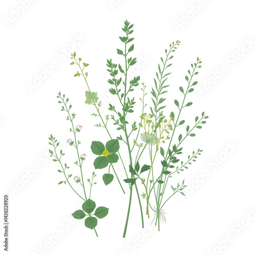 Wallpaper Mural Botanical Illustration - herbs in emerald and beige for interior posters
 Torontodigital.ca