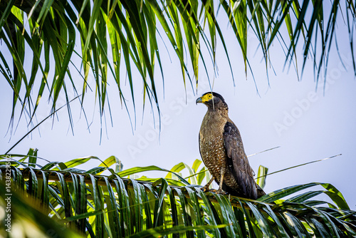 Crested serpent eagle perching on a shaded tree in the forest in Kuala Gula Malaysia