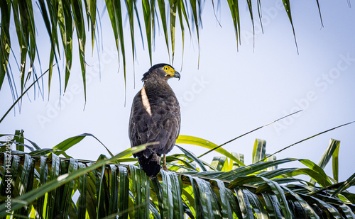 Crested serpent eagle perching on a shaded tree in the forest in Kuala Gula Malaysia