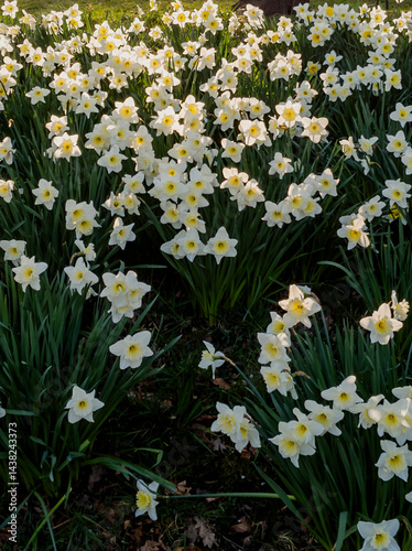 Obraz na płótnie Bunch-Flowered Daffodil, Glasgow, Scotland w salonie
