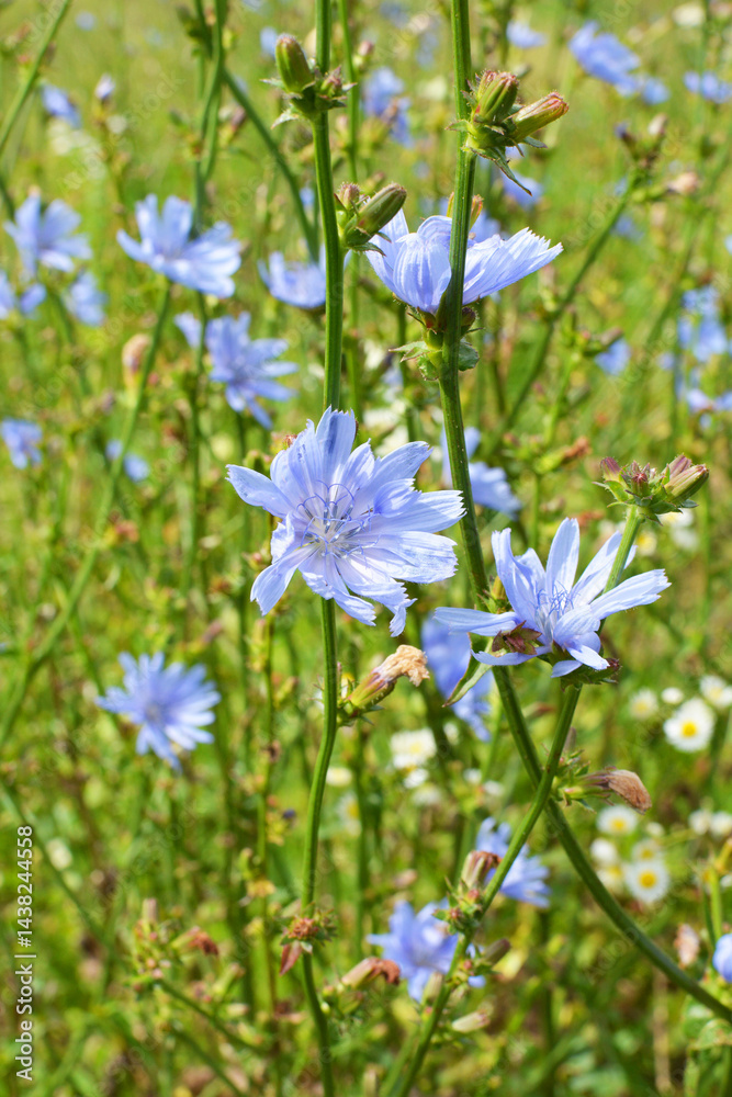 Blossom chicory (Cichorium intybus) Blossom chicory (Cichorium intybus)