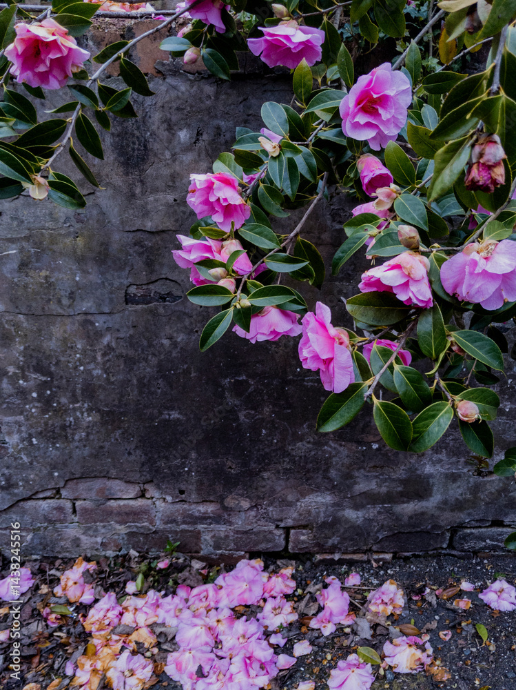 Common camellia, or Japanese camellia, Glasgow, Scotland