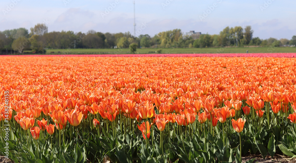 Tulips in an agricultural field in the Netherlands on a sunny day Tulips in an agricultural field in the Netherlands on a sunny day