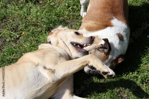 Canvas Print Two dogs playing on the grass in the park. Close up.