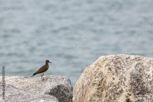 Common Sandpiper bird strolling by the beach shore in Penang Malaysia