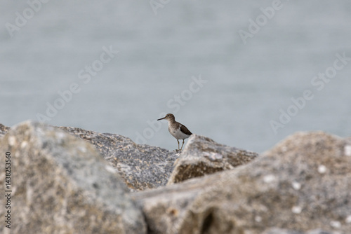 Common Sandpiper bird strolling by the beach shore in Penang Malaysia