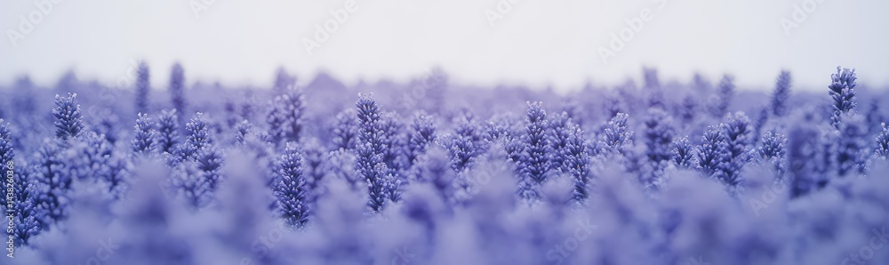 Soft focus image of a field of purple flowers, creating a dreamy, ethereal mood