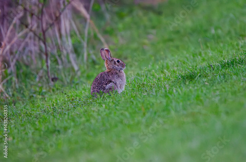 rabbit in the grass