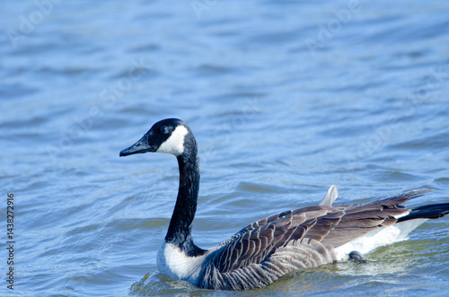 canada goose swimming