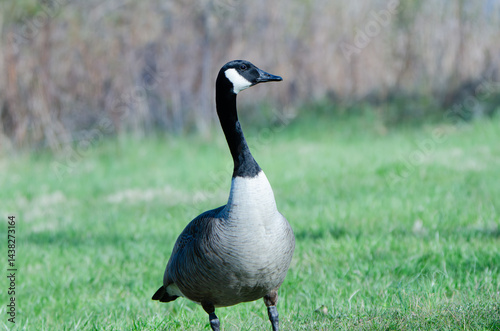 canada goose on the grass