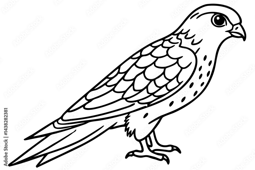 Fototapeta premium Elegant Kestrel Outline