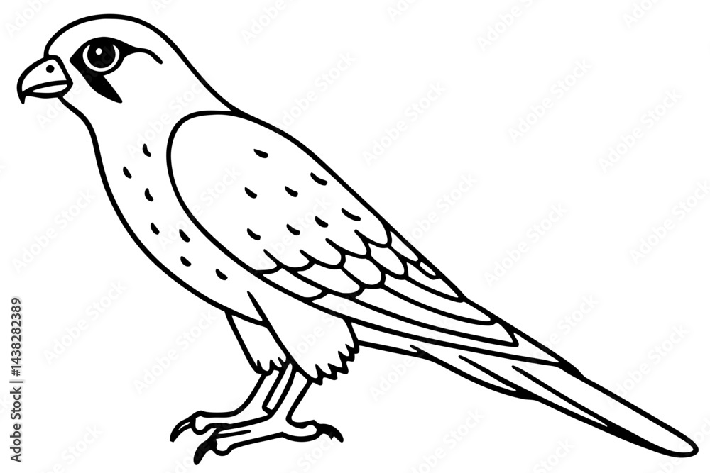 Fototapeta premium Elegant Kestrel Outline