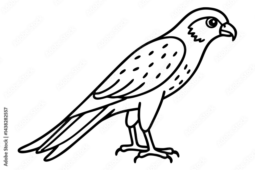 Fototapeta premium Elegant Kestrel Outline