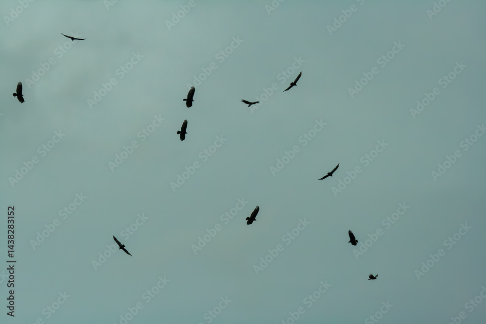 Fototapeta premium birds in flight