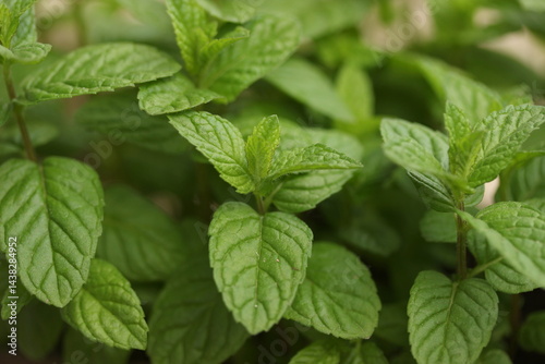 mint leaves in the garden