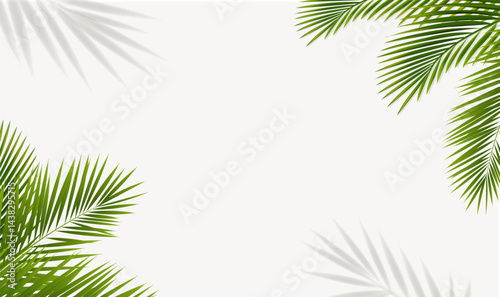 Green Palm Tree Branch And Isolated Background
