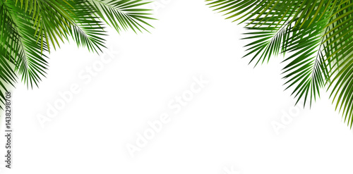 Green Palm Tree Branches Isolated Background