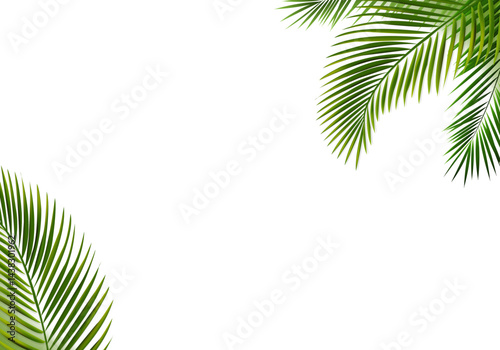 Natural Frame With Green Palm Tree Leaves