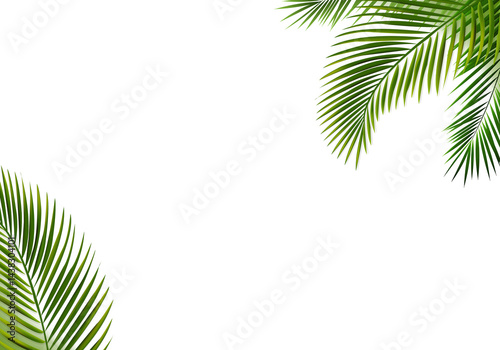 Natural Frame With Green Palm Tree Leaves
