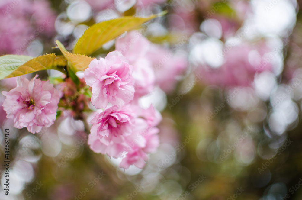 Sakura is the name given to trees of the pink family, the subfamily of plum trees (the species is small-serrated cherry) Sakura is the name given to trees of the pink family, the subfamily of plum trees (the species is small-serrated cherry)