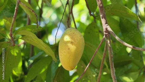 mango on the tree