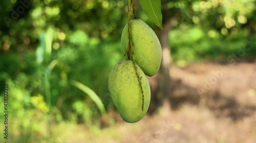 mango on the tree