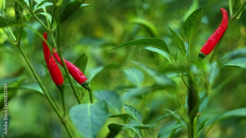 Close-up of vibrant red chili peppers hanging on a plant.