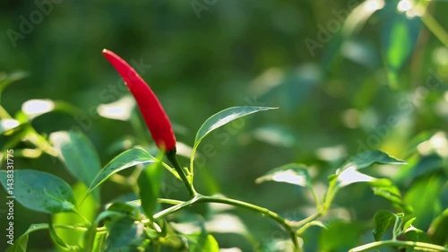 Close-up of vibrant red chili peppers hanging on a plant.