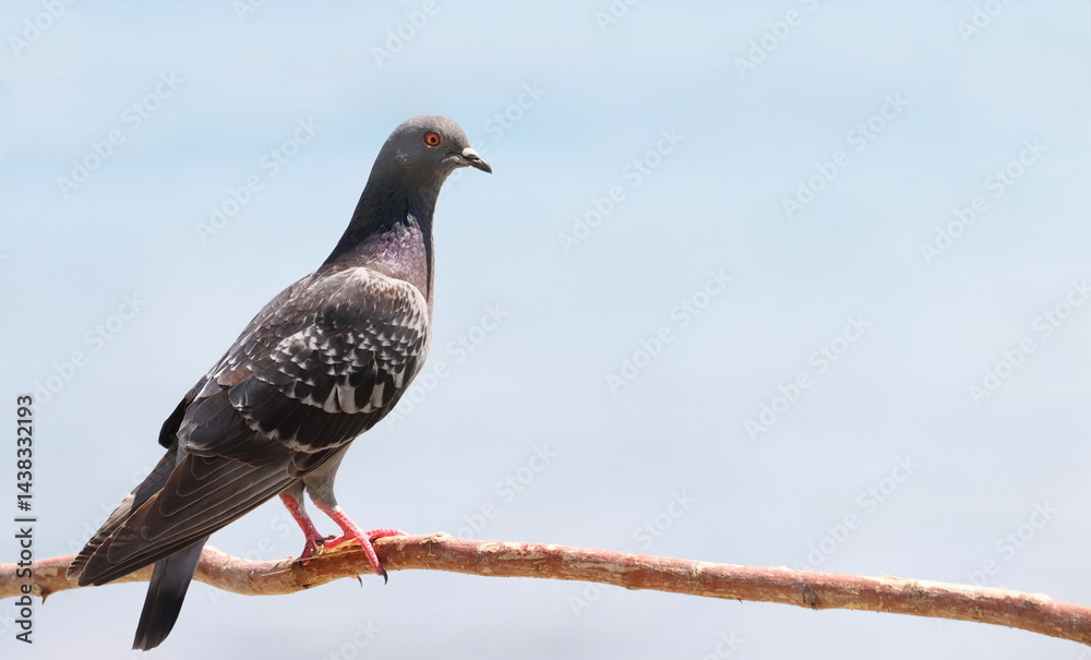 Fototapeta premium Close up pigeon on branch, birds of Montenegro 