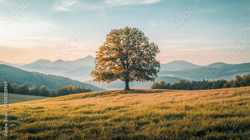 Fototapeta Naklejka Na Ścianę i Meble -  Photo of a lone tree in the rolling hills near Bieszczady, Poland with distant mountains at sunrise.