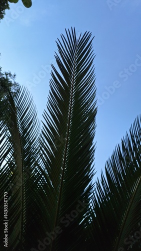 Tropical green palm leaves under bright sunlight against clear blue sky with empty copy space. Summer vacation background for nature design, travel ads, and layouts