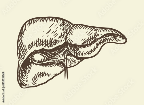 Illustration of an Human Organs Liver