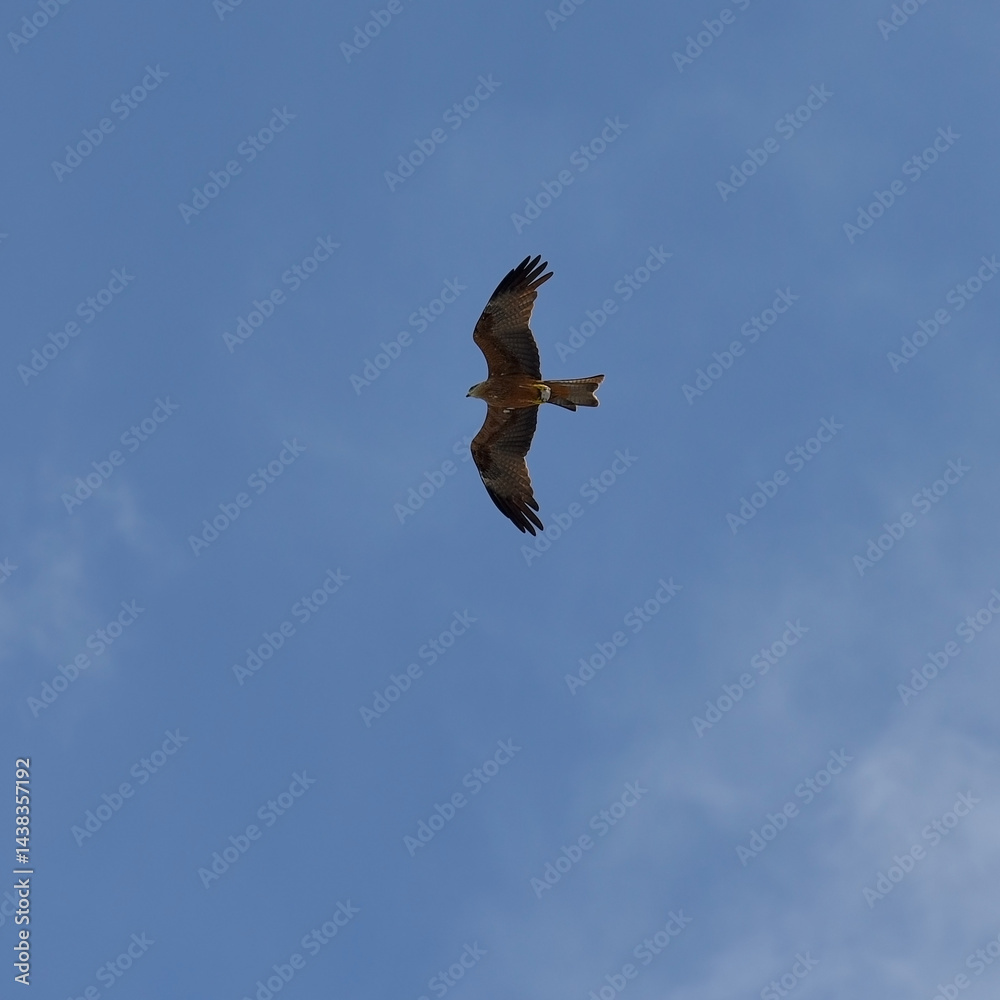 Fototapeta premium Bald Eagle on Palu Bay, Central Sulawesi, Indonesia