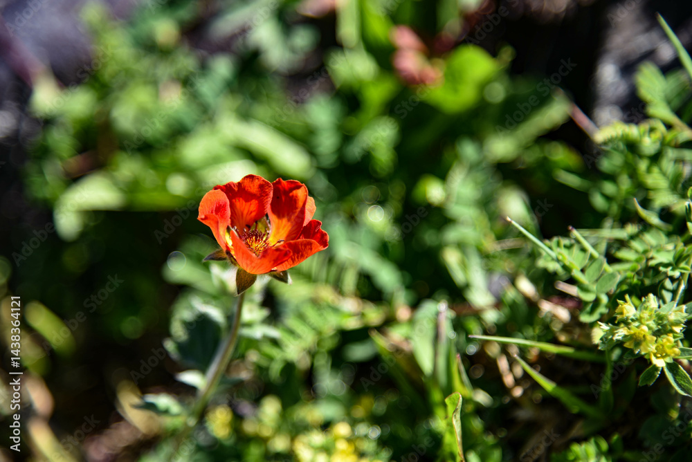 Obraz premium red rose in the garden