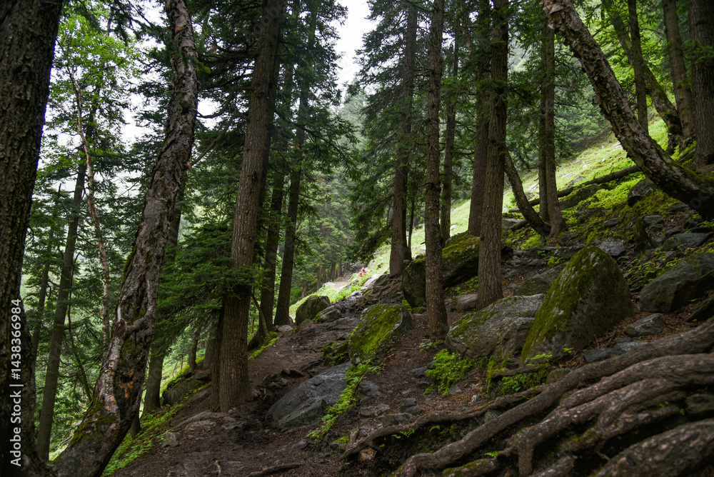 Fototapeta premium tree in the forest