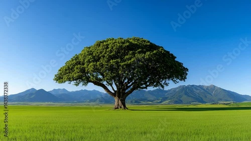 Majestic Lone Tree on Vibrant Green Grasslands with Mountain Range in the Background Under Clear Blue Sky