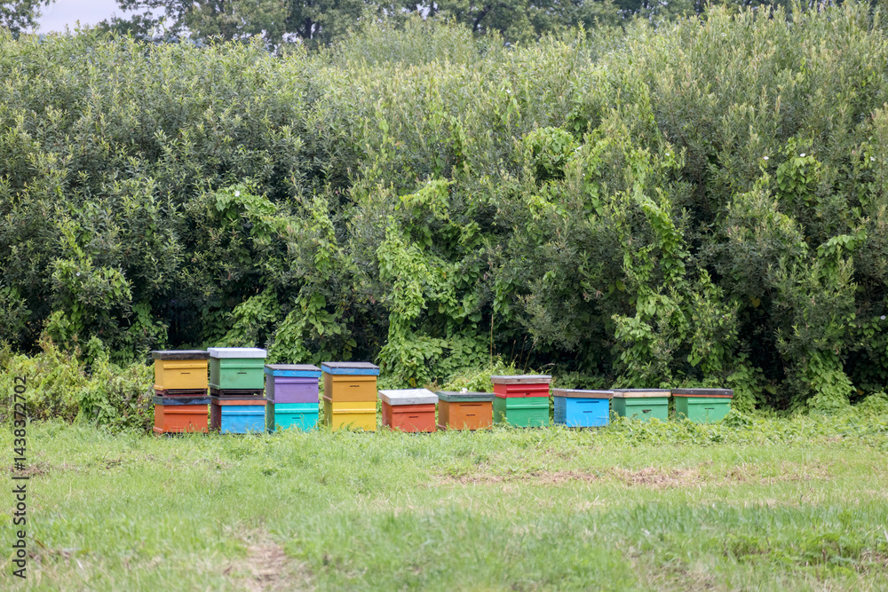 several colorful beehives placed in the green grass at the edge of the forest.