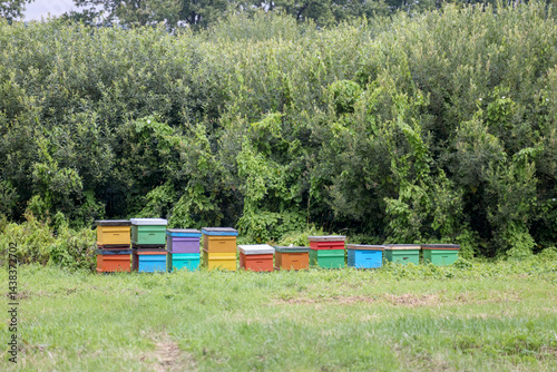 Obraz na płótnie
several colorful beehives placed in the green grass at the edge of the forest. w salonie