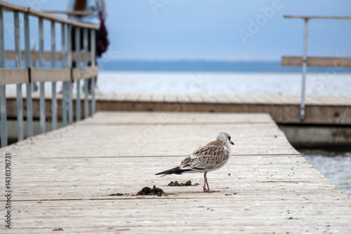 
A young seagull with brownish-gray plumage stands on a wooden pier, with calm water and a bright sky in the background.