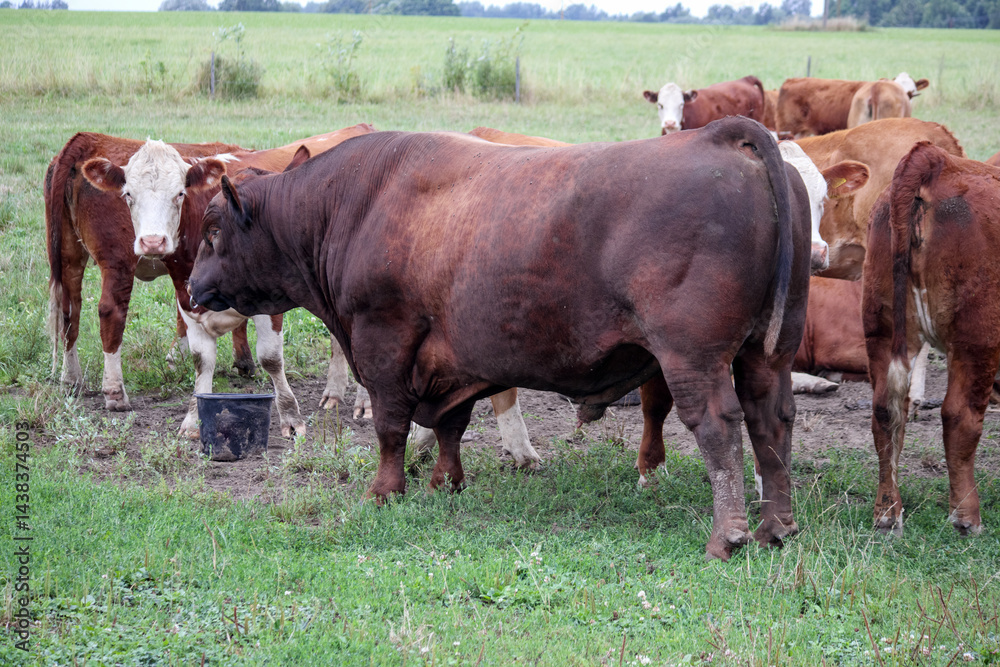 A herd of brown and reddish-brown cattle with white heads grazing in a green field.
