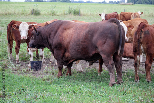 Obraz na płótnie
A herd of brown and reddish-brown cattle with white heads grazing in a green field. w salonie