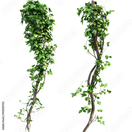  Two realistic photos of climbing vines on branches with transparent background PNG
