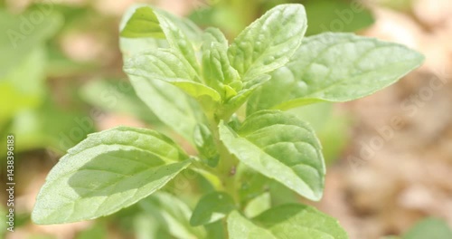 Close-up macro video of fresh green leaves of a Mentha pulegium (Pennyroyal Mint) plant gently swaying in the breeze.